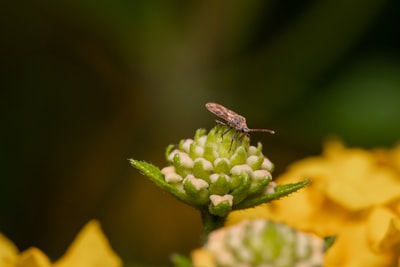 黄花褐蛾